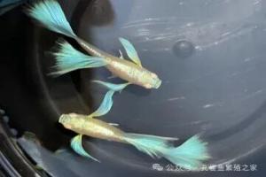 养孔雀鱼就是不爆缸?!商家都是怎么养出又多又好的孔雀鱼的?