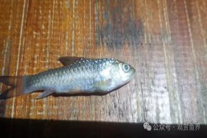 一次又一次踩坑,再不买蓝吉罗了,直接拉黑