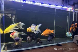 鱼缸里滑滑的一层是什么？别乱刮，这是鱼缸生态稳定的标志！
