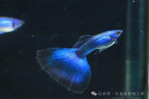 “金粉孔雀鱼”怎样通过基础鱼获得?