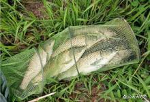 夏季浮钓草鱼,这些招数都优秀,钓大草鱼没难度!