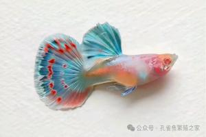 艾尔银半月白子孔雀鱼基因分析与培育
