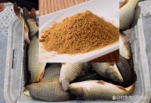 钓黑坑鲤鱼散炮的状态选择技巧