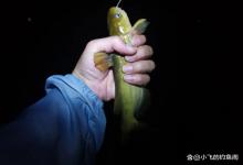 夜钓的饵料多点“腥”,经常有惊喜!