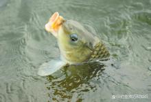 钓黑坑无限回锅鱼(鲤鱼)的用饵方法