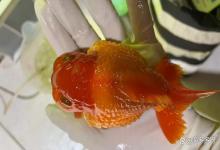 观赏鱼胀肚子炸鳞怎么办？观赏鱼鼓肚子炸鳞怎么治疗？这里有方法