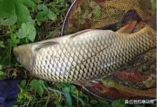 夏钓鲤鱼,为什么你挂玉米总空军?不是窝里没鱼,是这3步做反了!