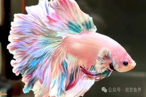 2026观赏鱼热度梯队完整盘点