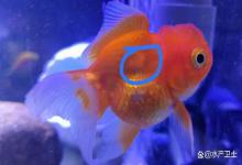 观赏鱼掉鳞片怎么办？观赏鱼鳞片掉了还能长出来吗？