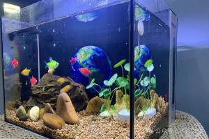 鱼缸种植铜钱草90%人选错：到底该水下种植，还是该水上种植？
