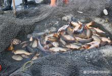 鲤鱼黑坑的人均放鱼数量对钓鱼的影响