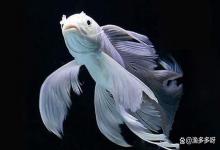 鱼缸换水后亚硝酸盐降不下来怎么办？硝化细菌降亚硝酸盐要多久？
