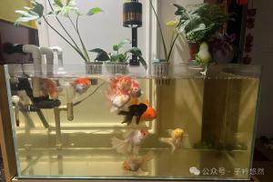 为什么鱼缸水总是淡黄色？勤换水也没用，核心原因就两个！