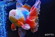兰寿鱼鳃溃烂怎么治疗？兰寿鱼鳃发白溃烂怎么治疗？此法简单实用
