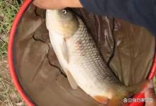 夏至野钓鲤鱼，就用这3 2配方，不打窝直接守，连竿到手酸！