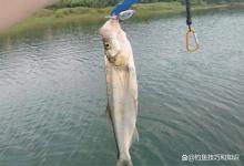 夏季高温天气钓翘嘴鱼的技巧