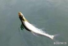 桥墩、桦尖、回水湾：盛夏手竿钓翘嘴，选对这3个边角位，下竿就有口！