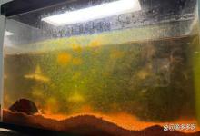 鱼缸水浑水白该怎么办？鱼缸水白浑可自行恢复吗？看老鱼友怎么说