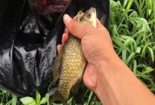 夏季一天24小时，鱼只在这4个时段疯狂咬钩，你选对了吗？