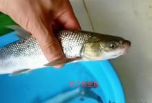 湖南男子钓到一条“鱤鱼”，细看又像“鳤鱼”，发网上求鉴定，网友让他赶紧放生