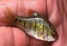 红目鮘仔是什么鱼？