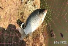 七月钓鱼还在死守静水湾？难怪你总空军！活水、阴凉、深浅交界，选对位置才有鱼！