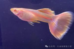 孔雀鱼鱼苗密度怎么算？小鱼苗稀养好还是密度大养好？