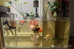 鱼缸水体变黄，是鱼儿排尿引起的？氨氮超标也是因为鱼尿？