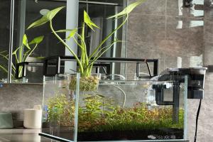 鱼缸水培茨菇新叶总干枯焦黄？这2个误区千万别踩，不怪光照和肥力