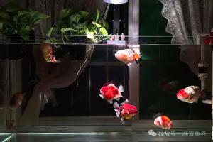 很多新手一上来养生态缸，难怪次次养死鱼