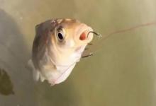 跑铅钓法才是懒人神器！掌握这3个核心要领，应对走水不用愁！