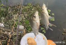 夏季野钓越灵敏越上鱼?错!浮漂钝一点,鲫鱼反而更好钓!