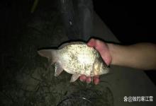 夏季夜钓浮漂一晚没动？不是水里没鱼，是你选的这3个位置根本就没鱼！