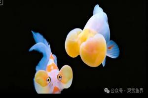 古人到底有多厉害?一条鲫鱼培育出上百种金鱼