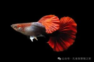 增色饲料适合什么时候添加?所有孔雀鱼都要加增色饲料吗?