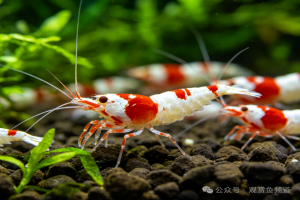 水族圈公认的颜值天花板级・十大观赏虾!你喜欢哪一个?