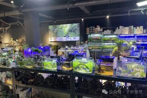 养鱼圈也有“黑话”?小白进阶老司机,逛水族店别被忽悠了!