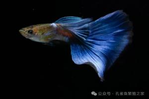 孔雀鱼怎么都养不活？！不要再纠结水质和下药了，教你一个无敌养法！
