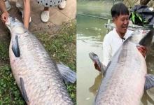 湖北两男子汉江钓起50斤大青鱼，拍照后放流！它活着比卖钱更有价值