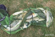 饵料不用花钱买：4种谷物代表饵，大鲤大草抢着吃