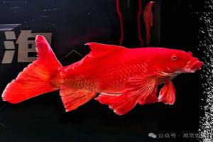 为什么越来越多人愿意花高价入手红猫蝴蝶鲤