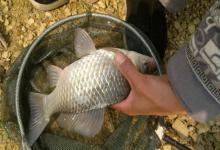 夏季野钓，这3样东西比果酸还好用，连竿到手软