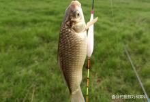 夏季野钓鲫鲤草鳊鲢鳙的鱼饵味型