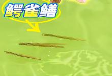 害鱼大量繁殖了？广东男子河道连钓十几条鳄雀鳝幼苗，除恶务尽防止形成种群