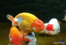 观赏鱼烂鳃了还能长出来吗？烂鳃病，别等鱼死了才开始重视