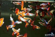 鱼缸水浑浊加硝化细菌多久能见效？鱼缸里的水为什么两三天就浑浊了？