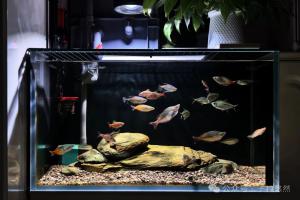 养鱼入坑前必看4件事！90%新手都是冲动开缸，最后含泪退坑