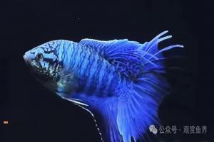 新手养鱼最怕是谁?欧阳锋,就是他。
