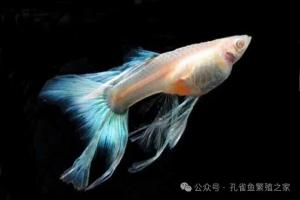 孔雀鱼空气缸，越空越好养？！