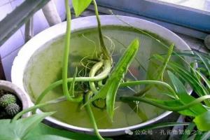 鱼缸种菜？！菜净化水，还是鱼给菜增肥？